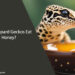 Can Leopard Geckos Eat Honey