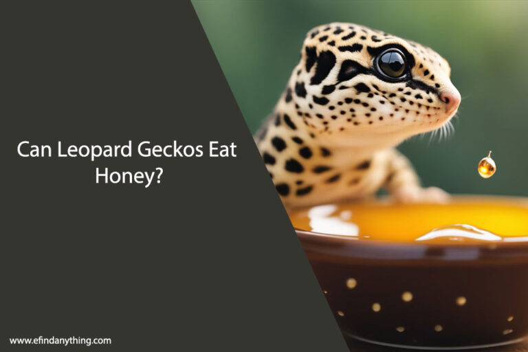 Can Leopard Geckos Eat Honey