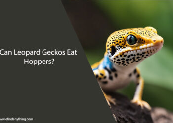 Can Leopard Geckos Eat Hoppers
