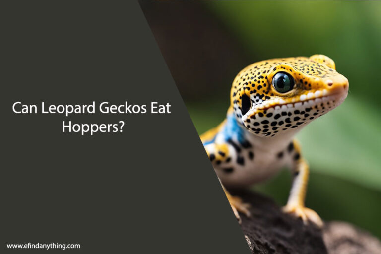 Can Leopard Geckos Eat Hoppers