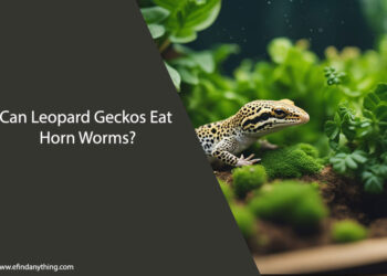 Can Leopard Geckos Eat Horn Worms