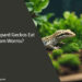 Can Leopard Geckos Eat Horn Worms