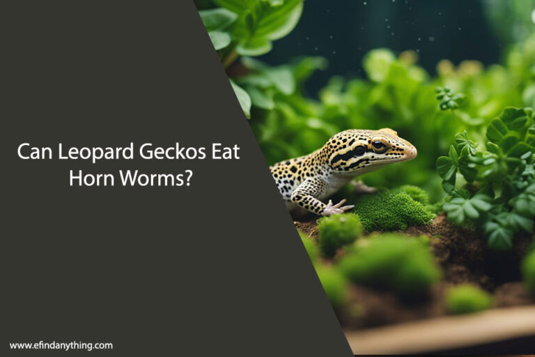 Can Leopard Geckos Eat Horn Worms