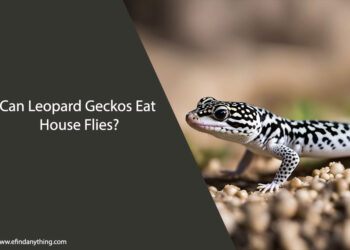 Can Leopard Geckos Eat House Flies
