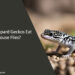 Can Leopard Geckos Eat House Flies