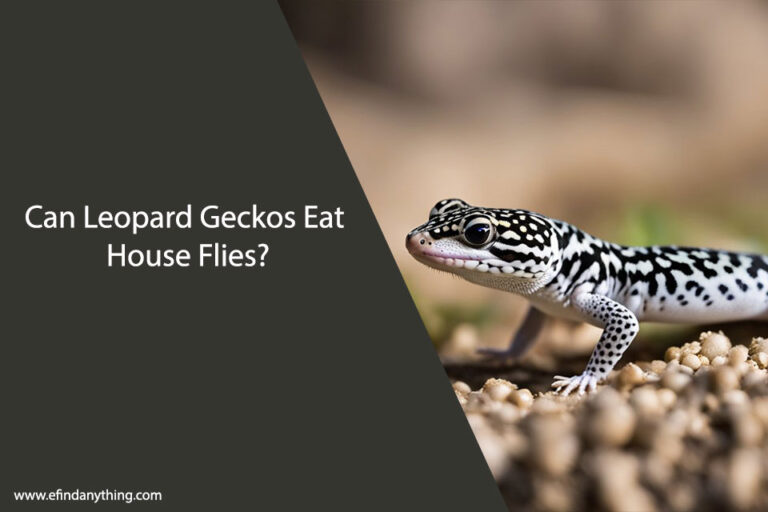 Can Leopard Geckos Eat House Flies