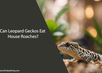 Can Leopard Geckos Eat House Roaches