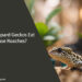 Can Leopard Geckos Eat House Roaches
