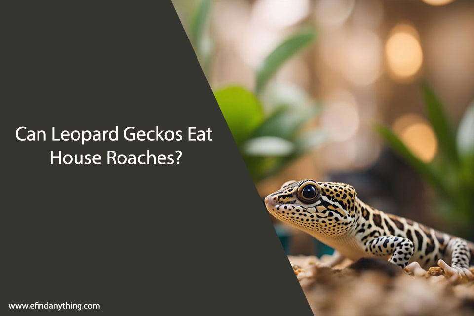 Can Leopard Geckos Eat House Roaches