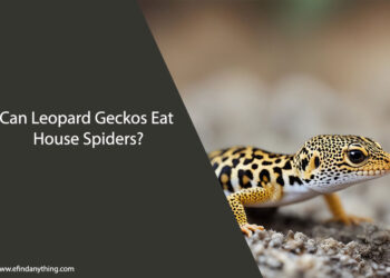 Can Leopard Geckos Eat House Spiders
