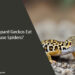 Can Leopard Geckos Eat House Spiders