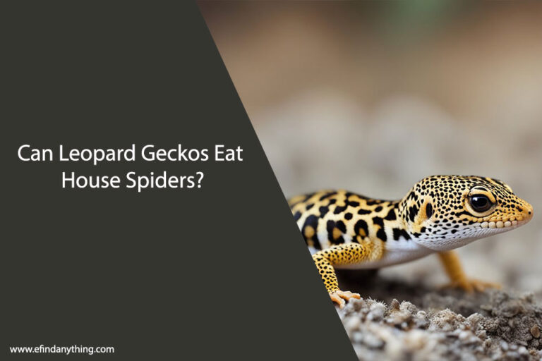 Can Leopard Geckos Eat House Spiders