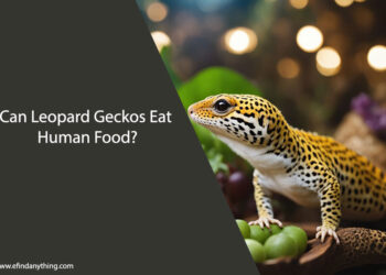Can Leopard Geckos Eat Human Food