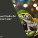 Can Leopard Geckos Eat Human Food