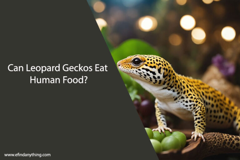 Can Leopard Geckos Eat Human Food