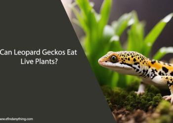 Can Leopard Geckos Eat Live Plants