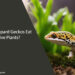 Can Leopard Geckos Eat Live Plants