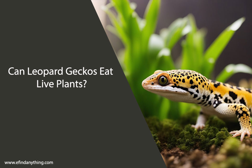 Can Leopard Geckos Eat Live Plants
