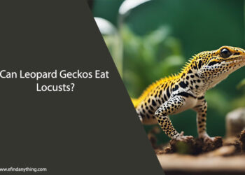 Can Leopard Geckos Eat Locusts