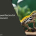 Can Leopard Geckos Eat Locusts