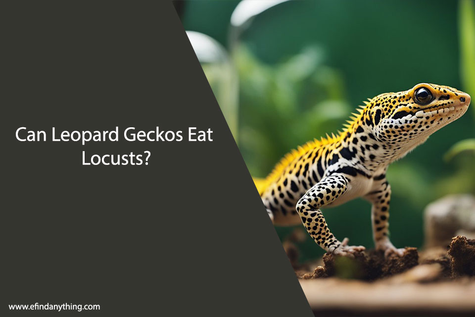 Can Leopard Geckos Eat Locusts