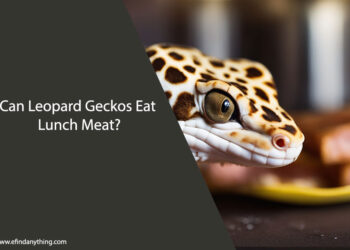 Can Leopard Geckos Eat Lunch Meat
