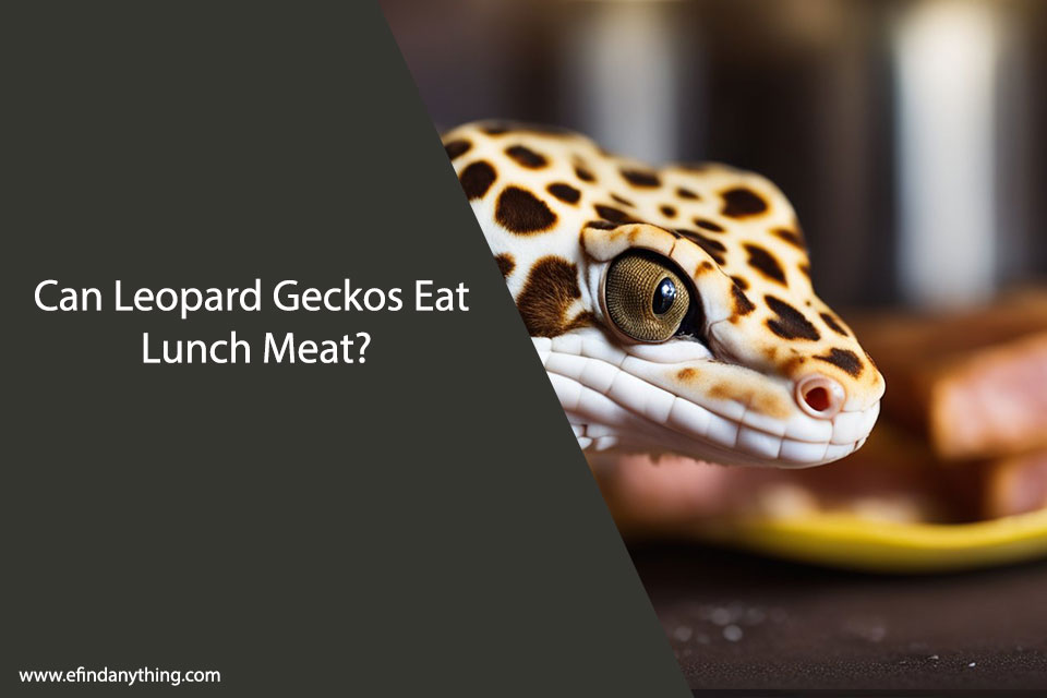 Can Leopard Geckos Eat Lunch Meat