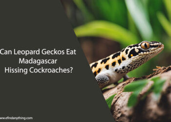 Can Leopard Geckos Eat Madagascar Hissing Cockroaches