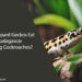 Can Leopard Geckos Eat Madagascar Hissing Cockroaches