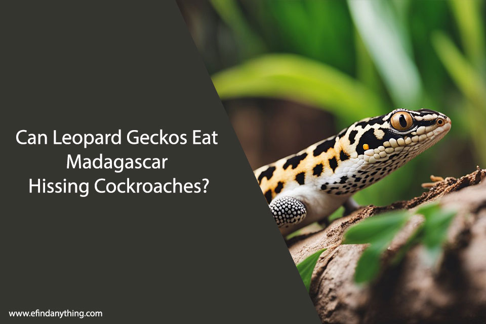 Can Leopard Geckos Eat Madagascar Hissing Cockroaches
