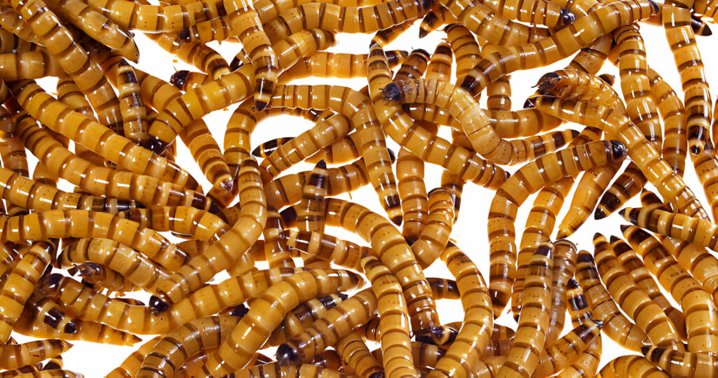 Can Leopard Geckos Eat Giant Mealworms