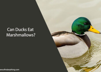 Can Ducks Eat Marshmallows