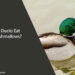 Can Ducks Eat Marshmallows