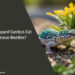 Can Leopard Geckos Eat Japanese Beetles