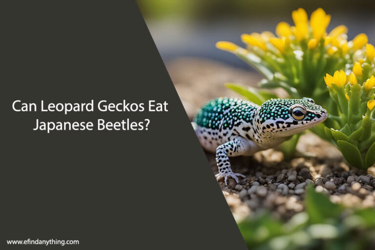 Can Leopard Geckos Eat Japanese Beetles