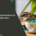 Can Leopard Geckos Eat Jelly Pots