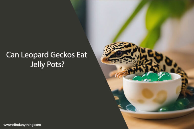 Can Leopard Geckos Eat Jelly Pots