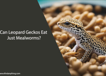 Can Leopard Geckos Eat Just Mealworms