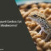 Can Leopard Geckos Eat Just Mealworms