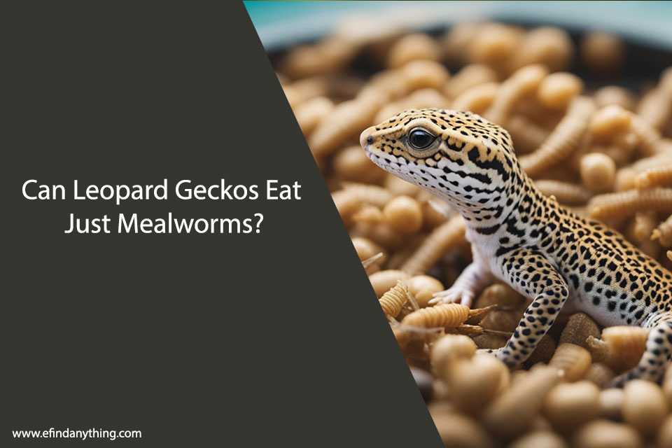 Can Leopard Geckos Eat Just Mealworms
