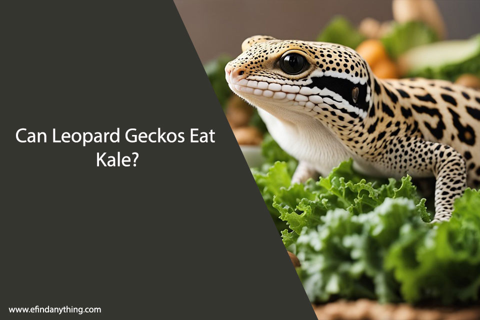 Can Leopard Geckos Eat Kale