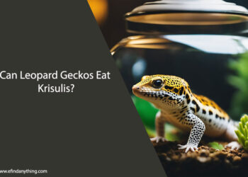 Can Leopard Geckos Eat Krisulis