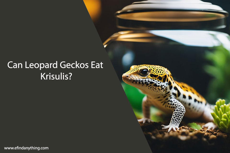 Can Leopard Geckos Eat Krisulis
