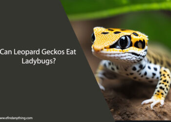 Can Leopard Geckos Eat Ladybugs