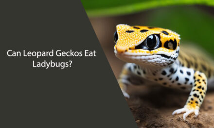 Can Leopard Geckos Eat Ladybugs?