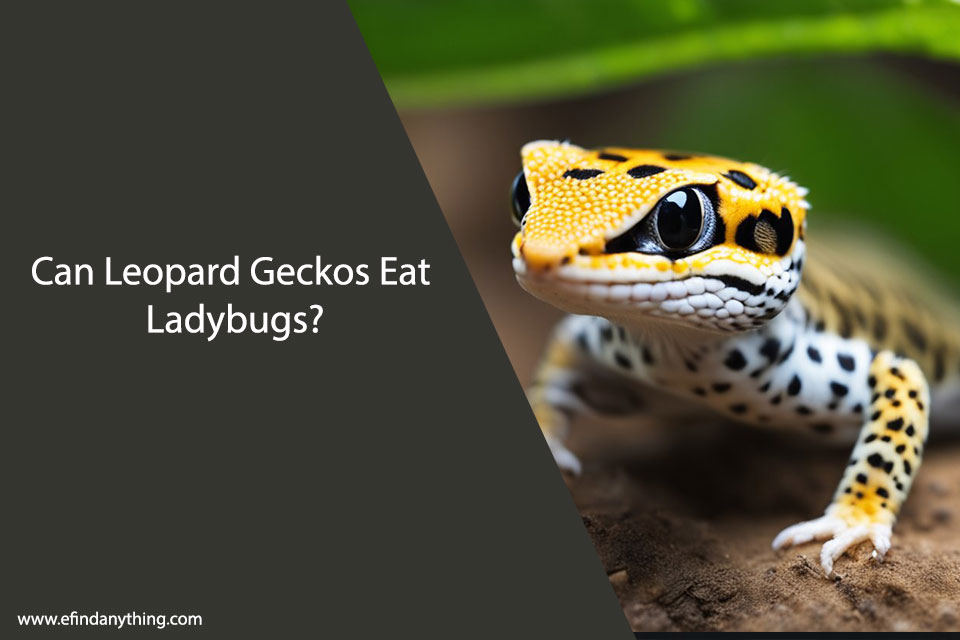 Can Leopard Geckos Eat Ladybugs