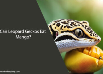 Can Leopard Geckos Eat Mango