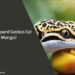 Can Leopard Geckos Eat Mango