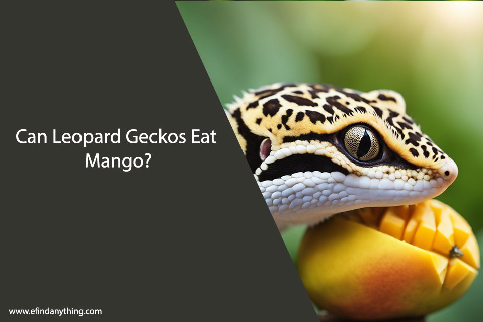 Can Leopard Geckos Eat Mango