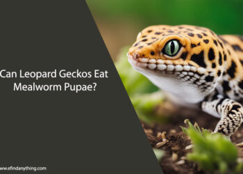 Can Leopard Geckos Eat Mealworm Pupae